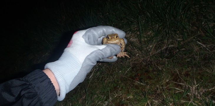 Au secours des princes charmants : on roule sur les crapauds !
