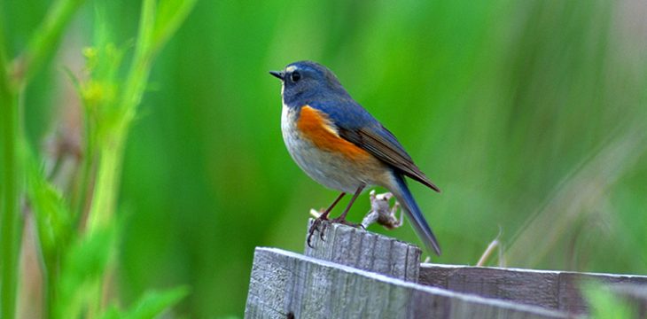 The Messenger, le silence des oiseaux