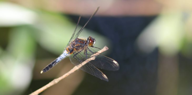 Sortie Odonates et soirée Papillons de nuit
