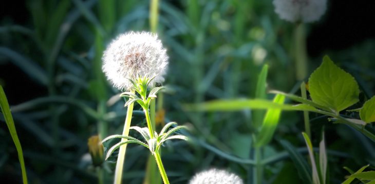 Les Nouvelles du Ruban Vert N°17 – Mai 2020