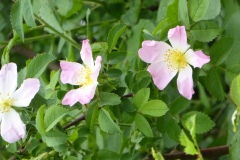 églantine rosa canina