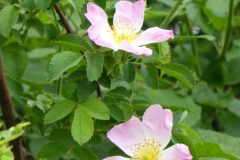 églantine rosa canina