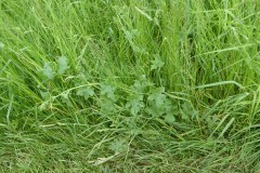 bryone concombre sauvage poison