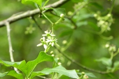 fusain en fleur