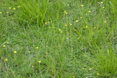 hieracium fleurs