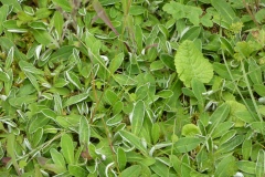 hieracium