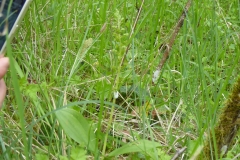 listera