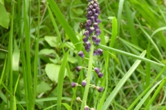 muscari à toupet