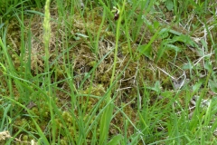 ophrys mouche
