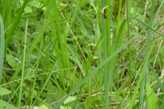 ophrys moucheron