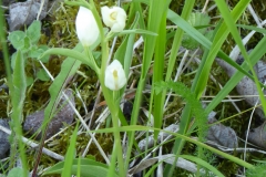 orchidée céphalanthère