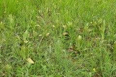 orchis bouc