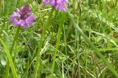 orchis pyramidal