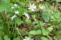 ornithogale en ombrelle - dame de 11h