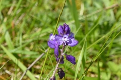 polygala gros plan