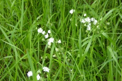 stellaire