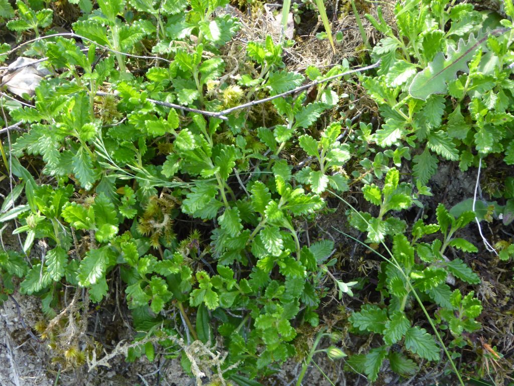 germandrée petit-chêne
